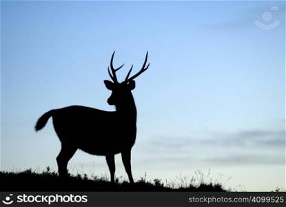 Sambar deer&acute;s silhouette is on the small hill, hi was looking back to find something.