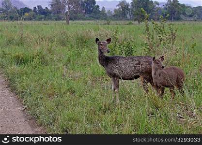 Sambar Deer doe with fawn