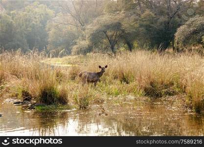 Sambar Rusa unicolor is a large deer native to the Indian subcontinent, South China, and Southeast Asia that is listed as a vulnerable species. Ranthambore National Park Sawai Madhopur Rajasthan India
