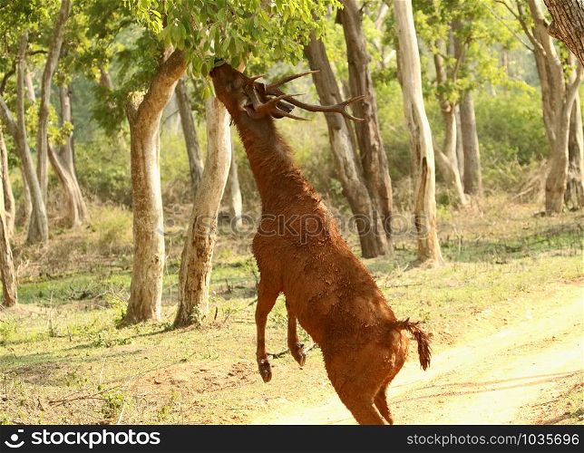 Sambhar deer, Rusa unicolor at Nagarhole National Park in Karnataka, India. Sambhar deer, Rusa unicolor, Nagarhole National Park, Karnataka, India