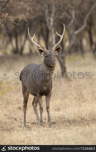 Sambhar Deer, Rusa unicolor, Ranthambhore, Rajasthan, India