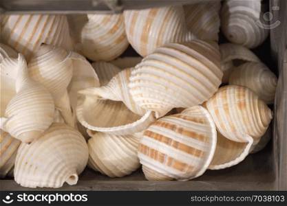 Same type of sea shells collected for decorative purposes