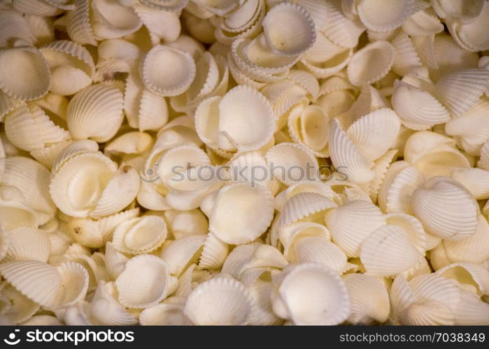 Same type of sea shells collected for decorative purposes