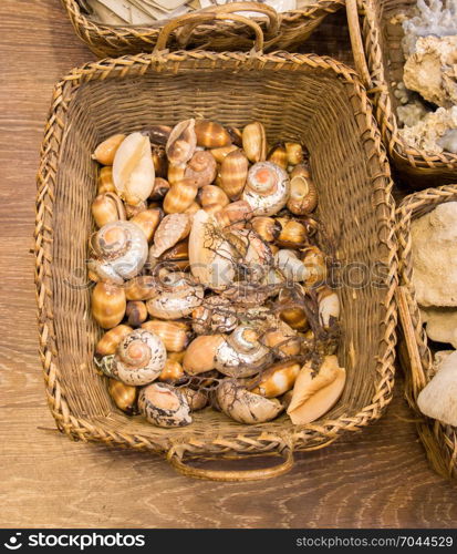 Same type of sea shells collected for decorative purposes