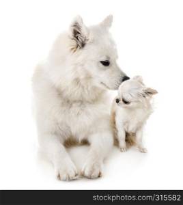 Samoyed dog and chihuahua in front of white background