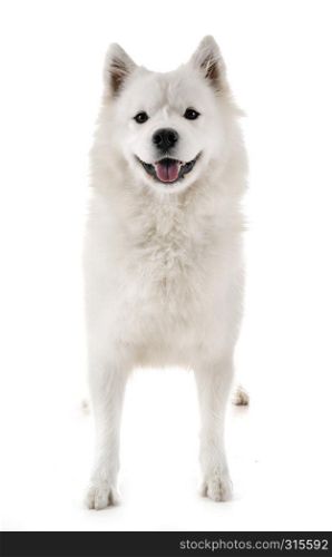Samoyed dog in front of white background