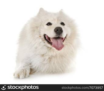 samoyed dog in front of white background