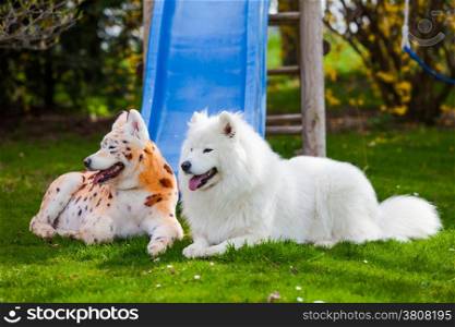 samoyed dog repainted on leopard and tiger. groomed dog. pet grooming. Samoyed dog