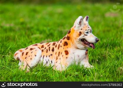 samoyed dog repainted on leopard. groomed dog. pet grooming. Samoyed dog