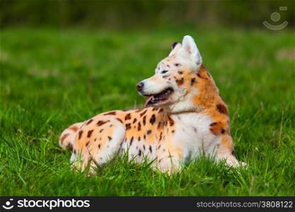 samoyed dog repainted on leopard. groomed dog. pet grooming. Samoyed dog