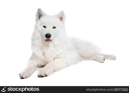 Samoyed dog. Samoyed dog in front of a white background