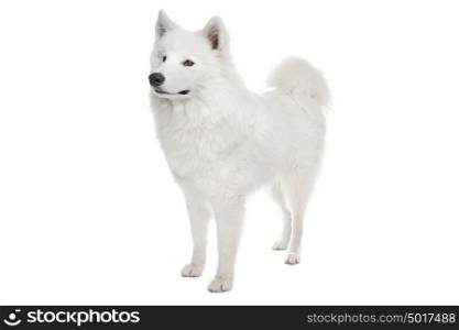 Samoyed dog. Samoyed dog in front of a white background