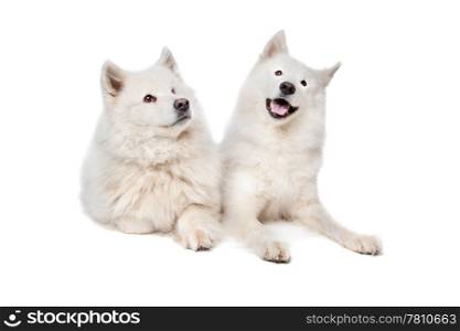 Samoyed (dog). two Samoyed dogs in front of a white background