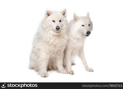 Samoyed (dog). two Samoyed dogs in front of a white background