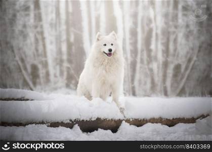 Samoyed female standing on a tree stump in a snowy landscape.