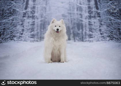 Samoyed female. Winter portrait. A dog lying in a snowy landscape.
