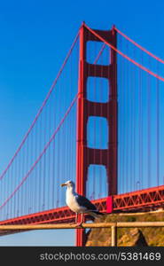 San Francisco Golden Gate Bridge seagull California USA