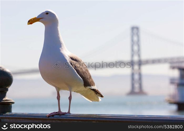 San Francisco seagull at Bay bridge from Pier 7 in California USA