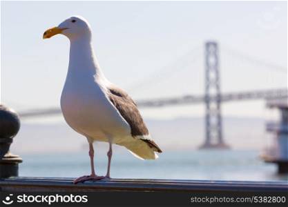 San Francisco seagull at Bay bridge from Pier 7 in California USA