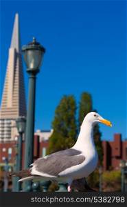 San Francisco seagull at Pier 7 and downtown in California USA