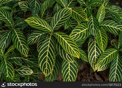 Sanchezia Speciosa Leonard,Green leaves pattern with yellow stripes for background,Beautiful zebra pattern with bright texture Shrubby White Vein or Gold Vein Plant Mala leaves on tree in the garden