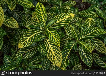 Sanchezia Speciosa Leonard,Green leaves pattern with yellow stripes for background,Beautiful zebra pattern with bright texture Shrubby White Vein or Gold Vein Plant Mala leaves on tree in the garden
