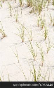 Sand and marram grass