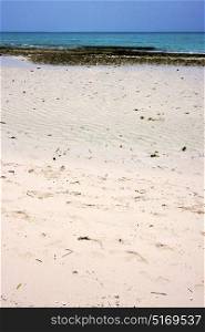 sand bank plant africa coastline froth foam in the blue lagoon relax of zanzibar