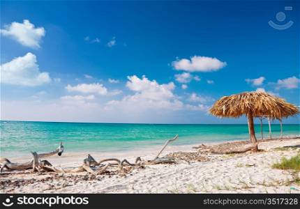 sand beach with dry stems photo