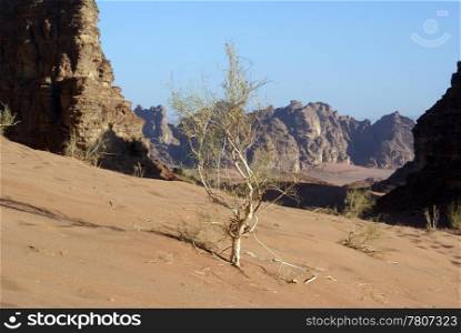 Sand, bush and mount in Wadi Rum desert, Jordan