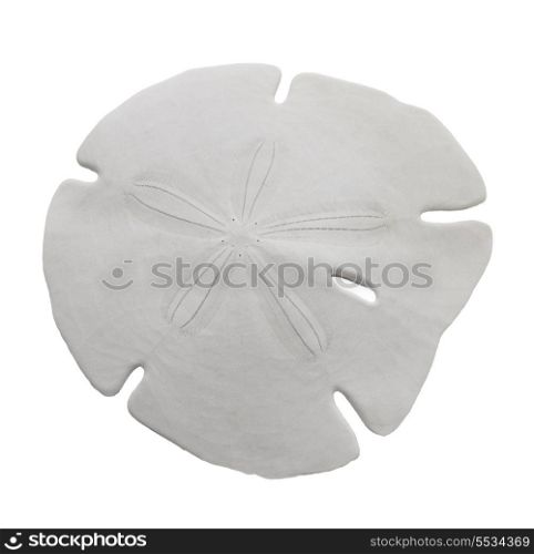 Sand Dollar Sea Shell Isolated On White Background