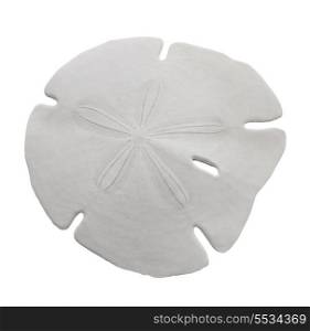 Sand Dollar Sea Shell Isolated On White Background