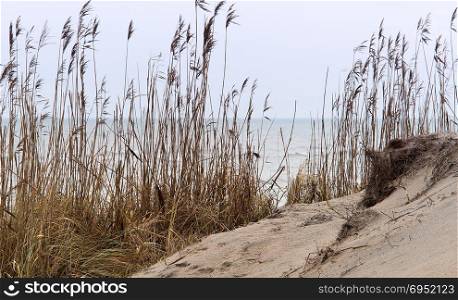 sand dune, sandy cliff, coast, dry grass on the sand