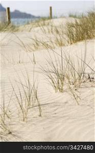 Sand dune scene. Daymer Bay, Cornwall, UK.