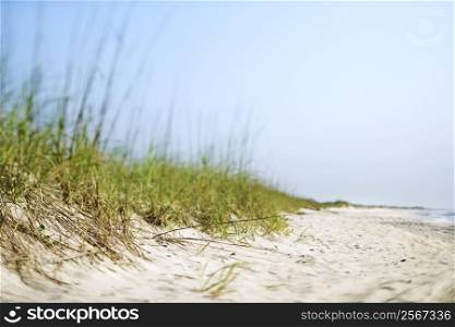 Sand dune with grass at the beach.