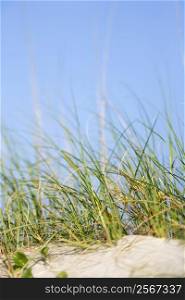 Sand dune with grass at the beach.