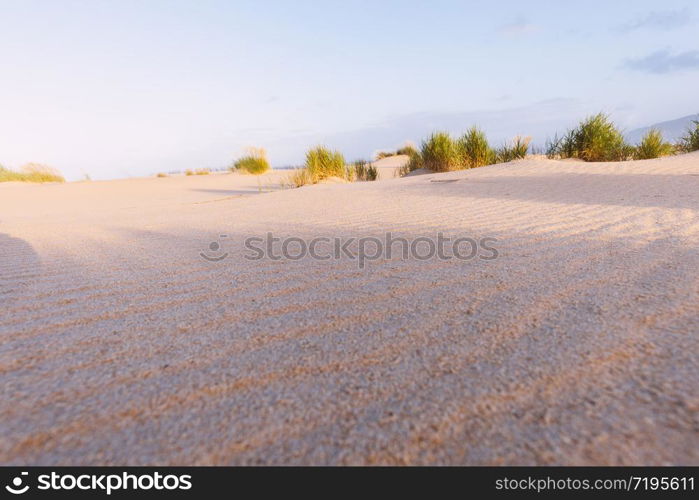 Sand dunes and ocean at sunny morning. Beautiful summer landscape with ocean view
