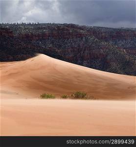 Sand dunes in a desert, Coral Pink Sand Dunes State Park, Utah, USA