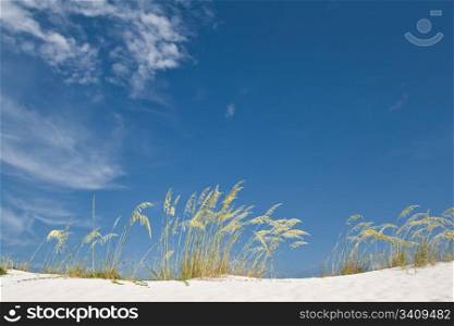 Sand dunes in Florida
