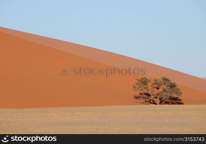 Sand Dunes - Namibian Desert