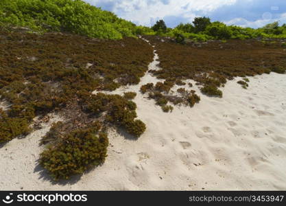 Sand dunes on the beach