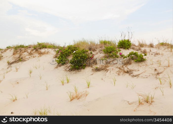 Sand dunes on the beach