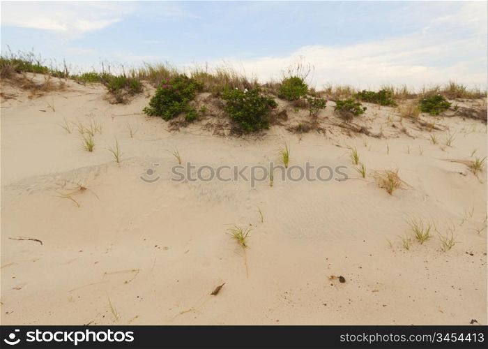 Sand dunes on the beach