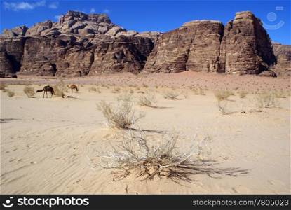 Sand in desert Wadi Rum and two camels, Jordan
