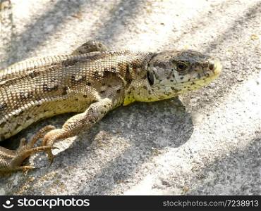 sand lizard during a sunbathing