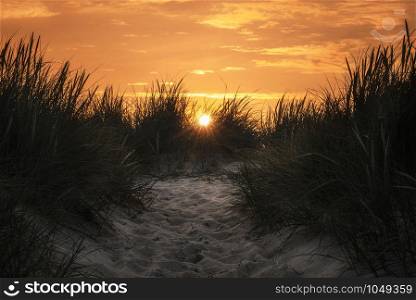 Sand pathway through high grass at sunset, on Sylt island. Golden hour over northern German beach. Sunset over dunes on Sylt island, at the North Sea