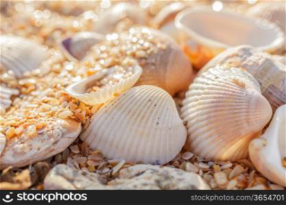 Sand, pebbles, shells, sea coast close-up.
