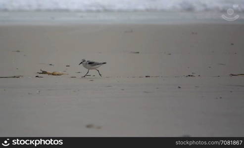 Sand pipers run along wet sand
