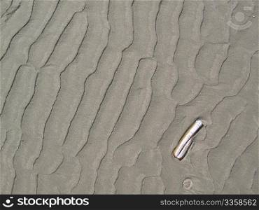 Sand ripples with mussel