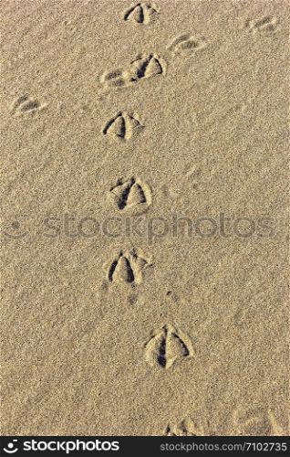 Sand texture with bird traces. Summer abstract background.Vertical view